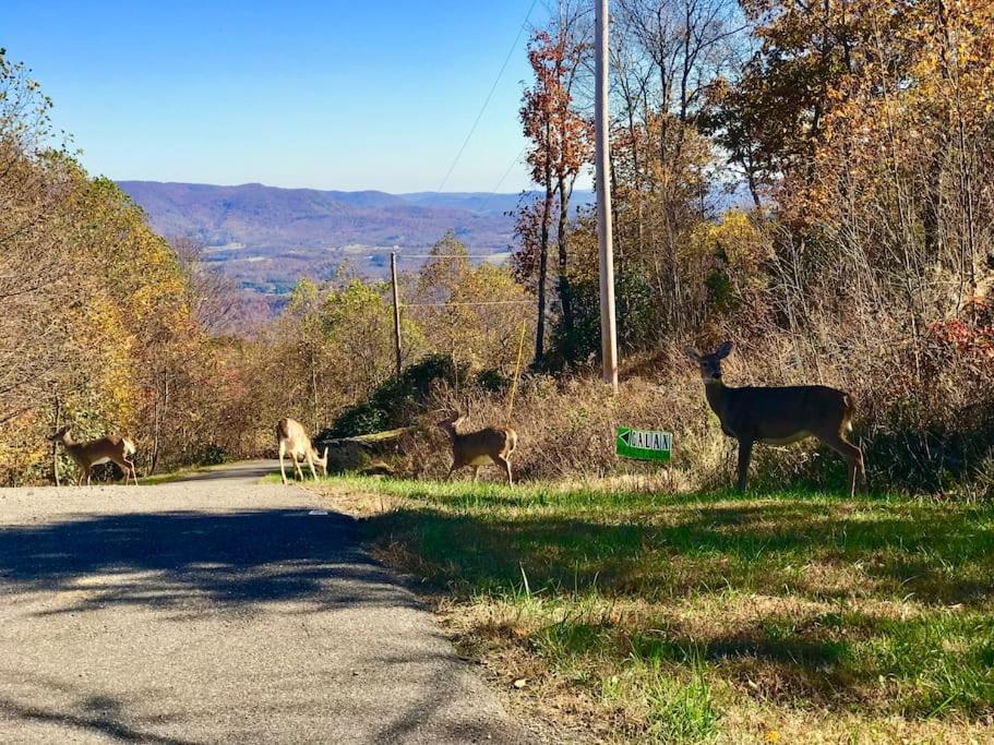 Blue Ridge Parkway Panoramic Paradise-60 Mile View Fancy Gap Экстерьер фото